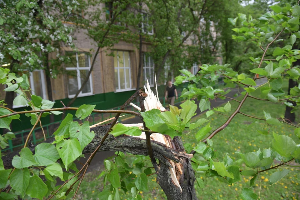 Во время стихии нельзя находиться рядом с деревьями, легкими конструкциями и вывесками
