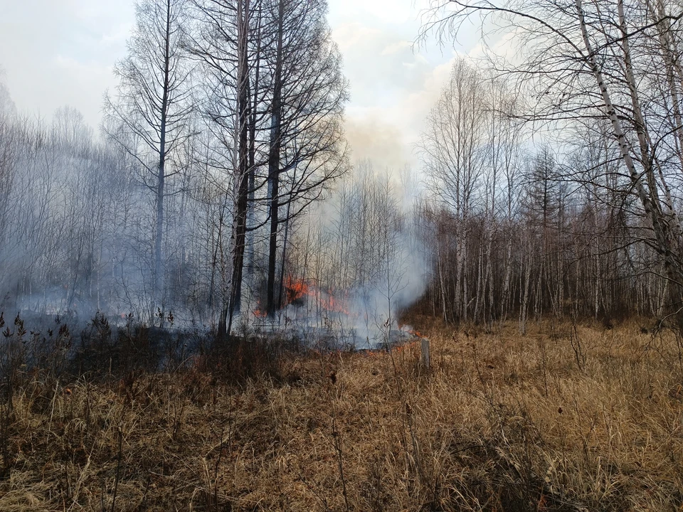 Полный запрет на посещение лесов действует в 14 районах Нижегородской области