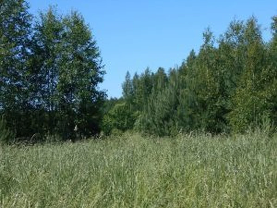 Россельхознадзор изъял более 43 гектаров неиспользуемых сельхозземель в Ефремовском районе.