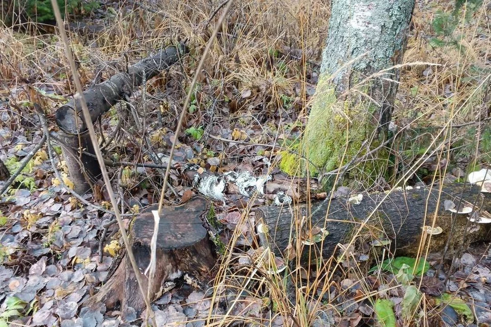 Жительницу Новосибирской области будут судить за незаконную рубку леса. Фото: прокуратура Новосибирской области