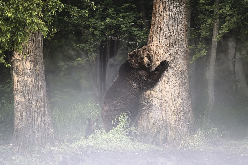 «Портрет в тумане» Александр Кукринов. Место съемки: река Двухюрточная, полуостров Камчатка. Фото: Александр КУКРИНОВ