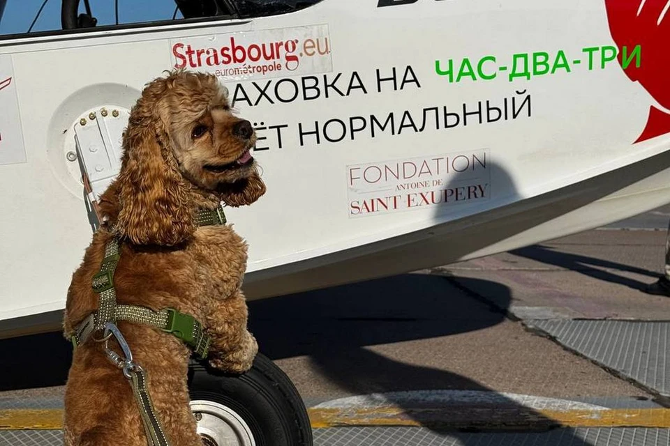 Собака-штурман с 200 часами налета прилетела в Новосибирск на самолете-амфибии. Фото: Borey Aircraft