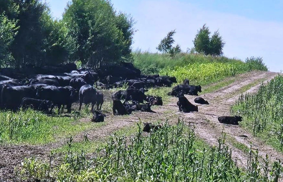Повреждения ограждений местными жителями приводят к выходу скота на дороги.