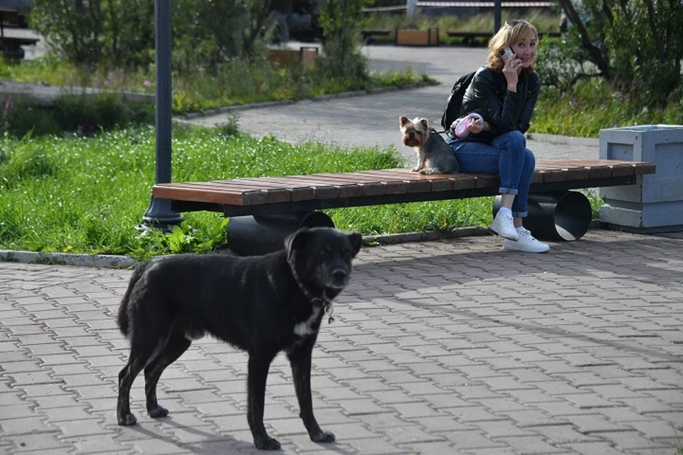 Нарушителей будут штрафовать за отсутствие чипа у собаки