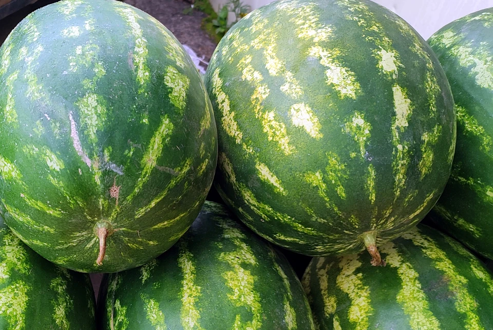Полосатые красавцы из Дагестана.