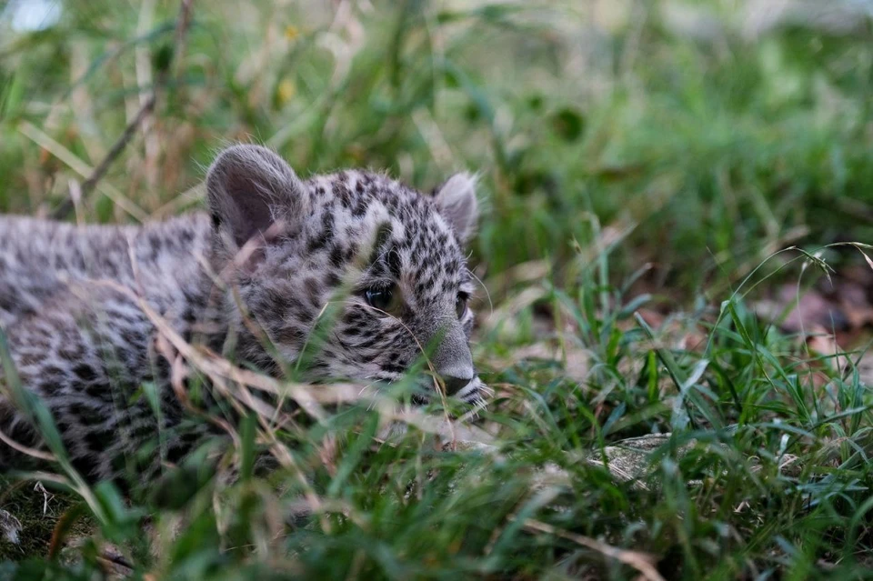 Котята остаются в центре до двухлетнего возраста. Фото: t.me/leopardcenter