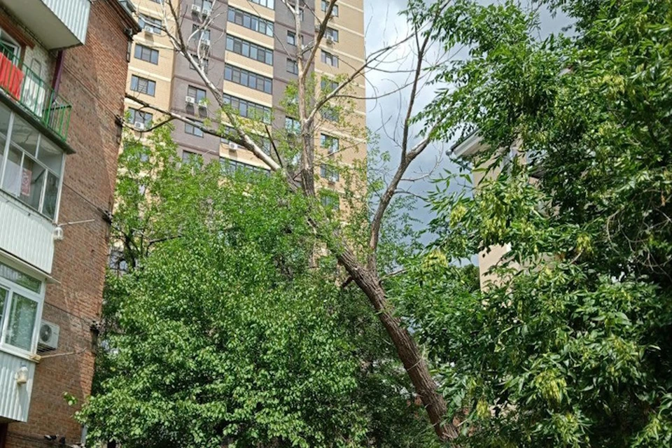 Опорой дерева служит старая многоэтажка. Фото: предоставлено жильцами дома