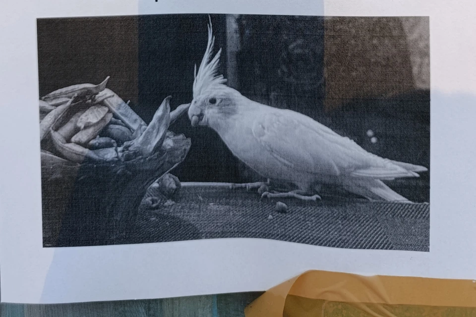 Если вы узнали Чику по фотографии, то звоните: 8-910-346-48-67.