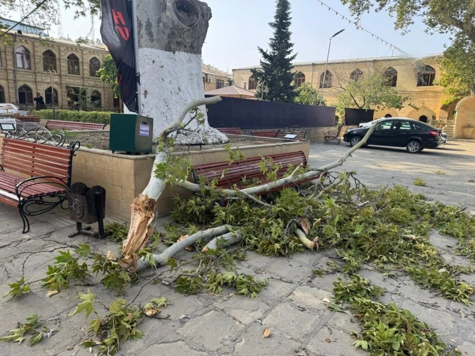 В Дербенте при падении дерева погибла женщина. Фото: СУ СКР по Дагестану
