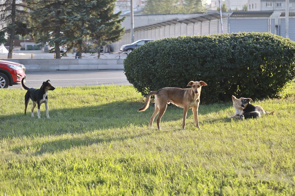За полгода отловили 77 собак