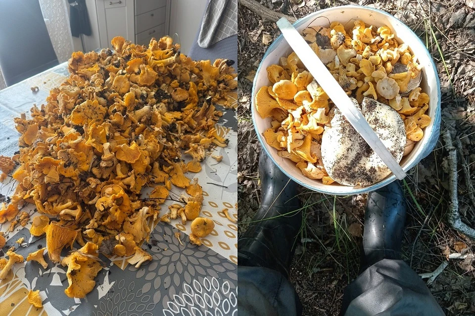Фото: паблик «Грибники Омска и Омской области» vk.com/omskmushroom