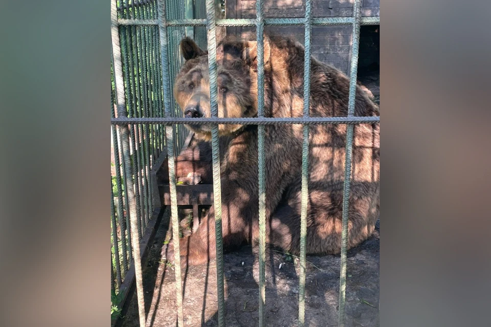 Медведь живет на базе отдыха рядом с Верхнеуральским водохранилищем. Фото: Уральское управление Россельхознадзора