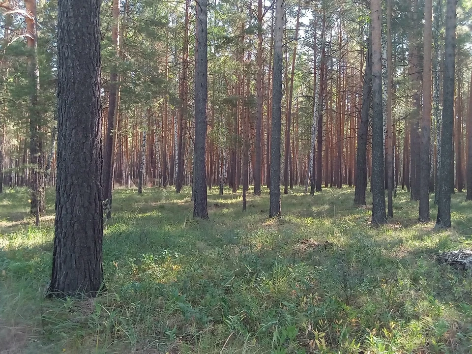 Погода на Ямале на 18 июня