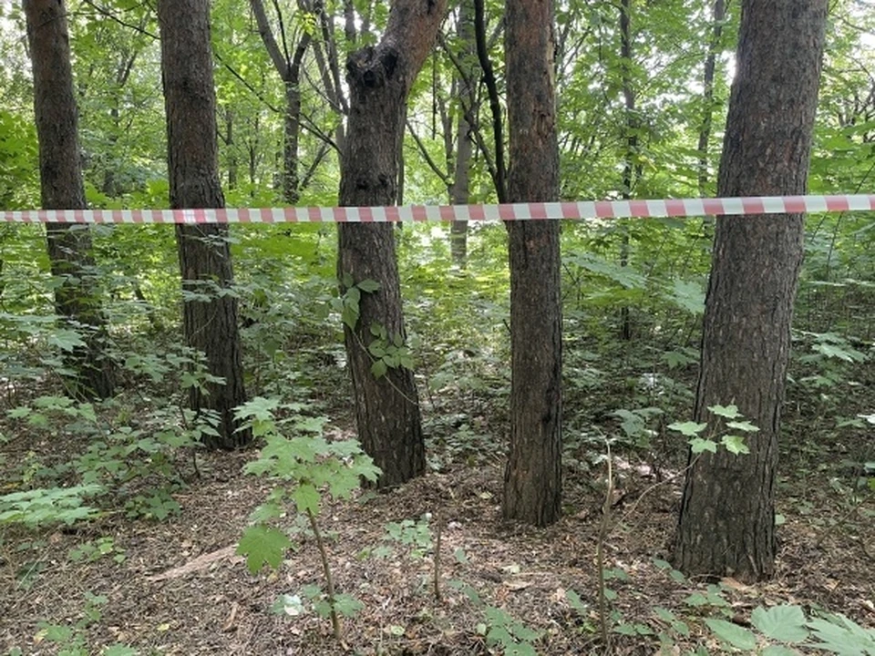 В Удорском районе Коми ввели карантин в лесу