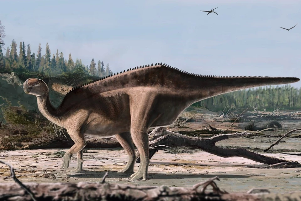 Динозавр Istiorachis macaruthurae. Рисунок Джеймса Брауна, doi.org/10.1002%2Fspp2.70034