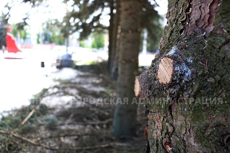 Фото: пресс-служба Брянской городской администрации.