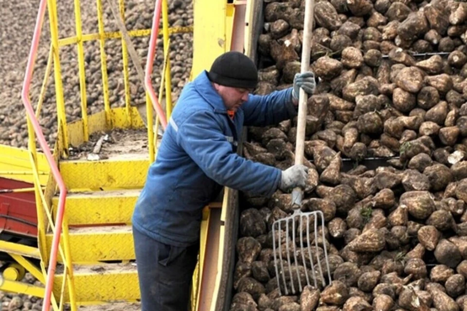 Первым свеклу на переработку сдал Калманский район