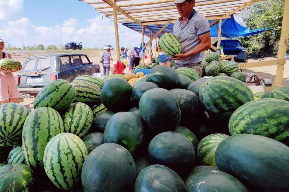 Арбузы и дыни поставляются во все крупные торговые сети страны.