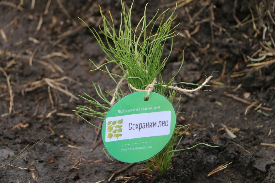 Фото предоставлено министерством лесного, охотничьего хозяйства и природопользования Пензенской области