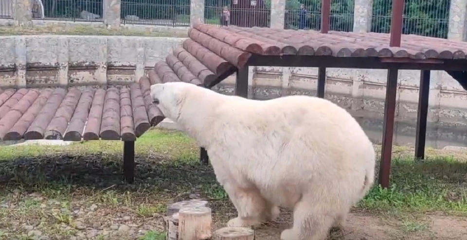 Фото: скриншот с видео группы «Большереченский зоопарк» vk.com/bol_zoo