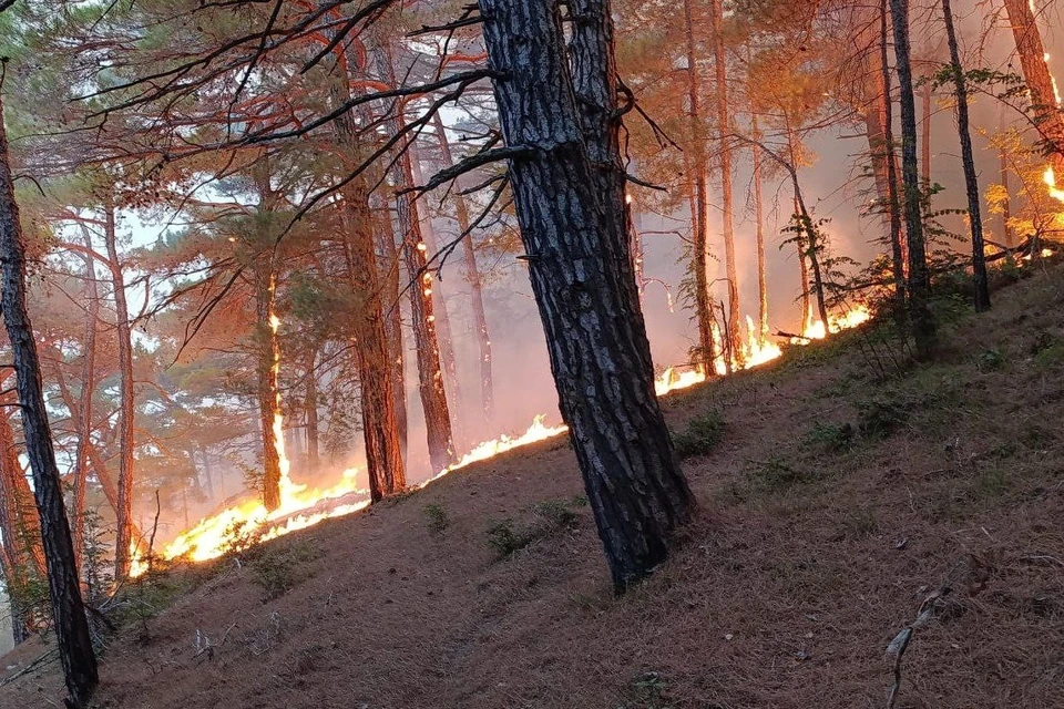 Пожар в лесу Геленджика после атаки БПЛА Фото: оперативный штаб Краснодарского края