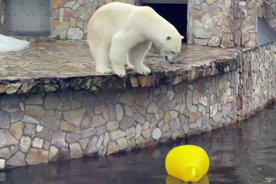 Кадрами с игрой медведицы поделили работники зоопарка. Фото: t.me/lenzoopark