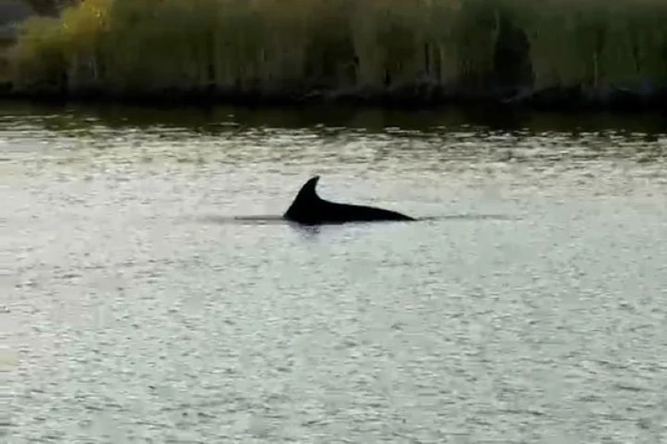 Фото: скриншот видео t.me/max_bondofficial