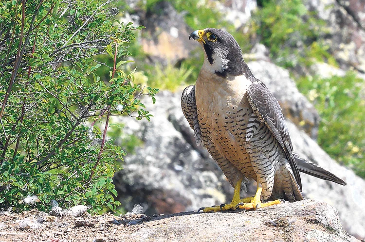 Орнитолог-любитель из Братска запечатлел историю рождения соколов-сапсанов