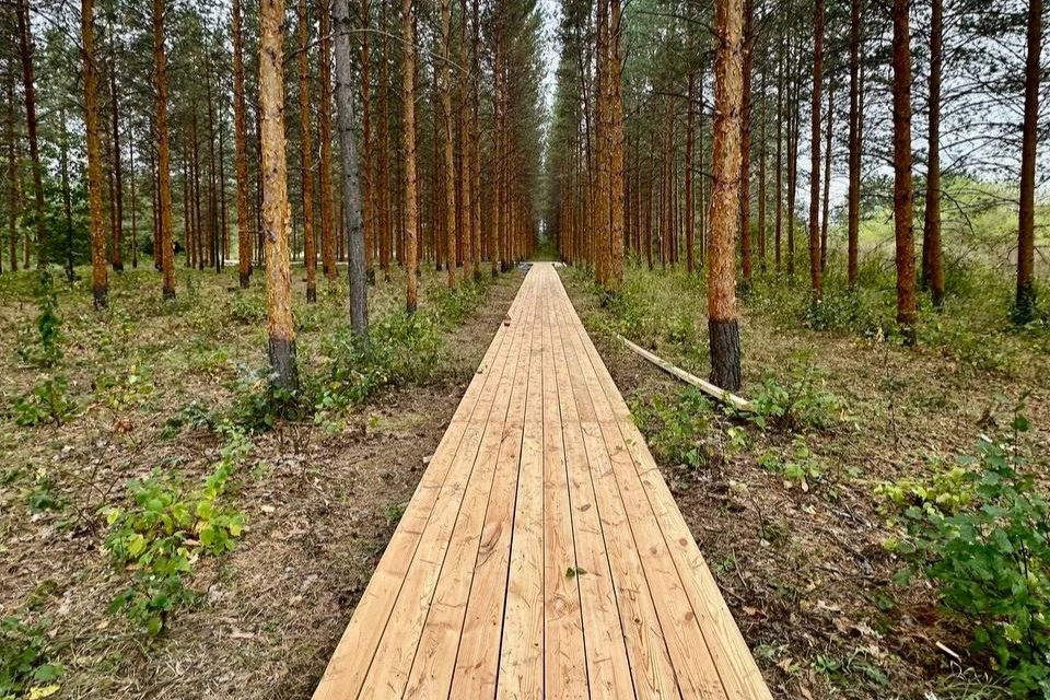 Вскоре здесь установят ограждения и пандусы. Фото: нацпарк "Бузулукский бор"
