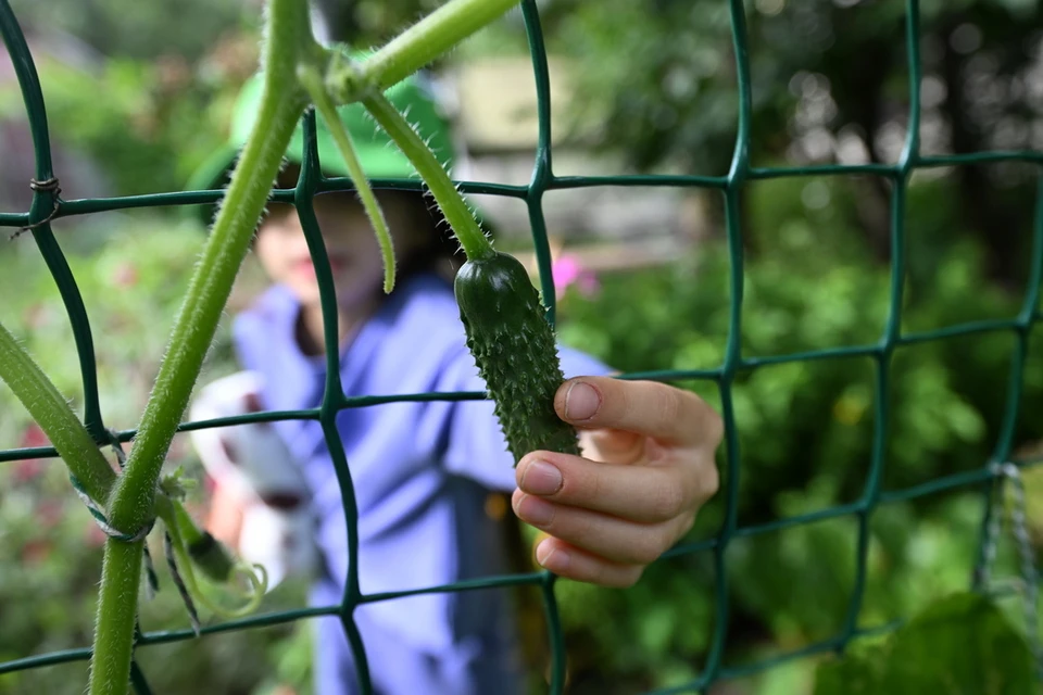 Группа подростков разрушила огород в детсаду в Новосибирске.