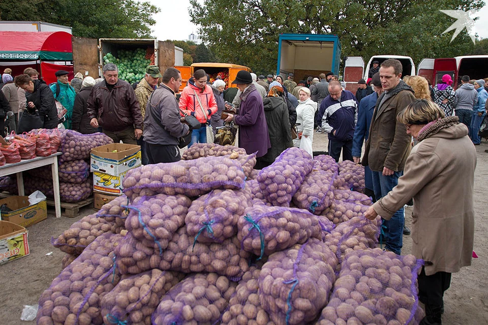 Сказали, когда будут проходить сельскохозяйственные ярмарки в Минске. Фото используется в качестве иллюстрации: архив «КП».