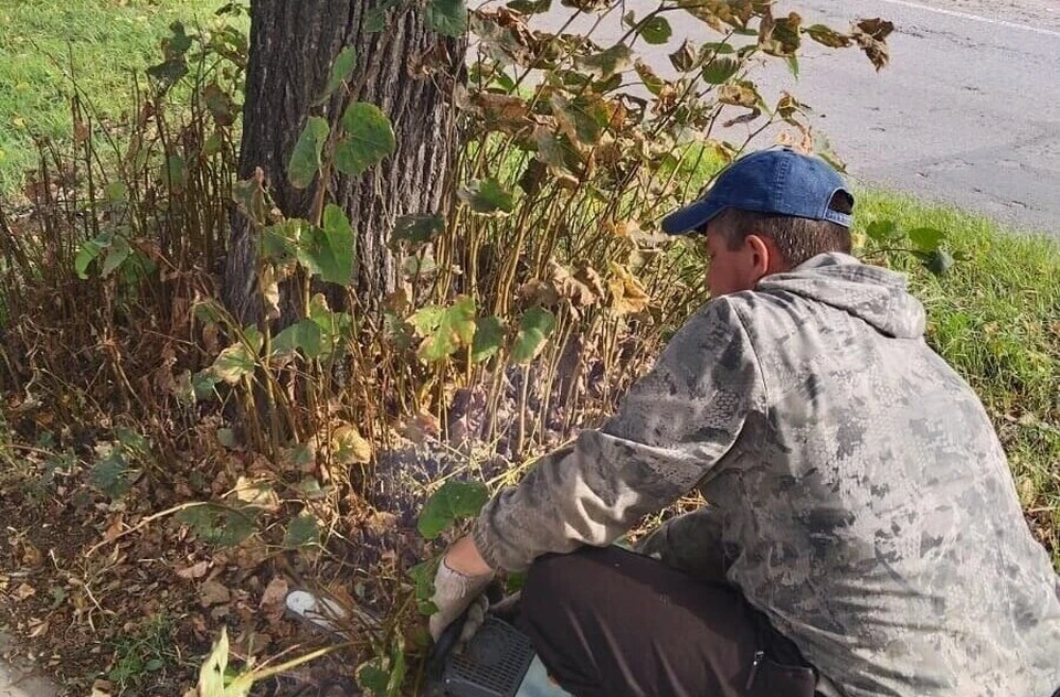 В Ульяновске на Волжской обрезали поросль у 64 лип. ФОТО: Центр по благоустройству и озеленению Ульяновска