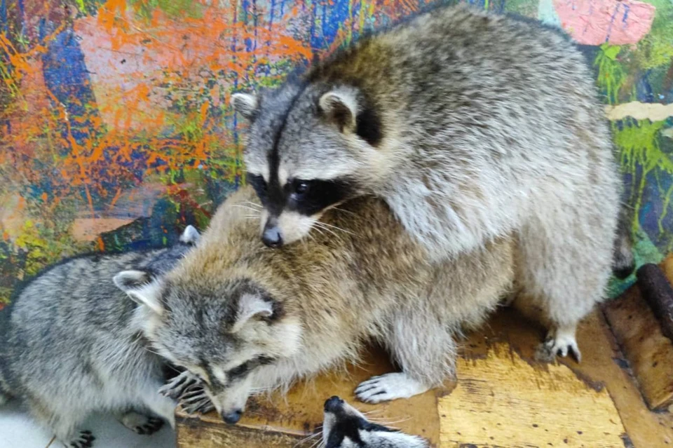 В новосибирском еното-кафе за год погибло три животных. Фото: предоставлено бывшими сотрудниками еното-кафе