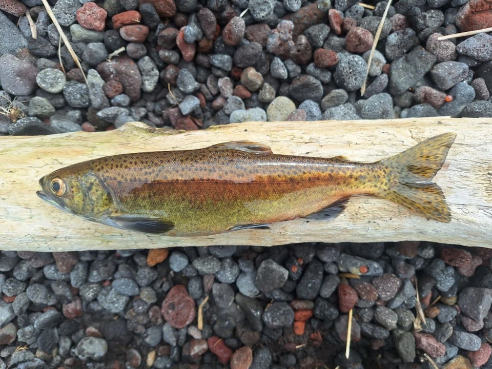 Ученые называют этих рыб бесценным подарком природы Фото: Наталия Акбирова, Григорий Маркевич, официальный телеграм-канал Кроноцкого заповедника/@kronoki