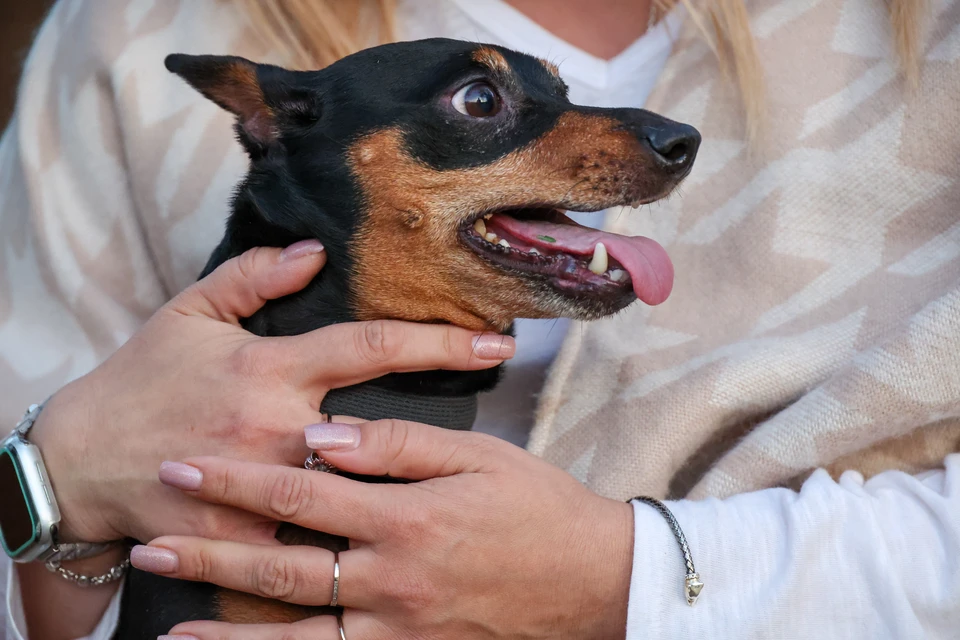 В Госдуме хотят запретить содержание опасных пород собак в многоэтажках