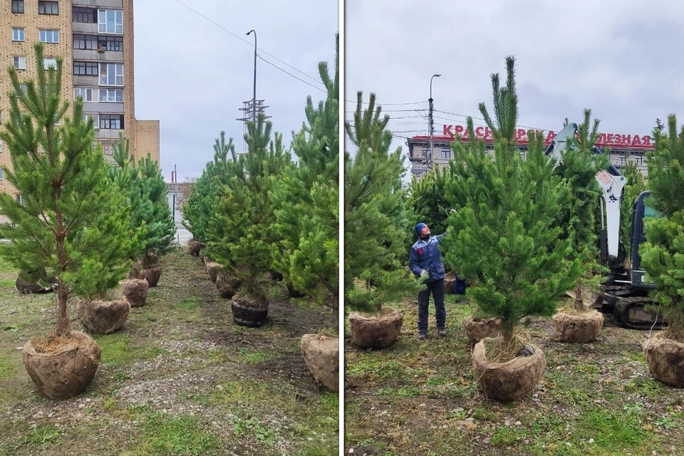 В Красноярск для Центрального парка привезли новые сосны. Фото: группа ВК "Центральный парк. Возрождение"