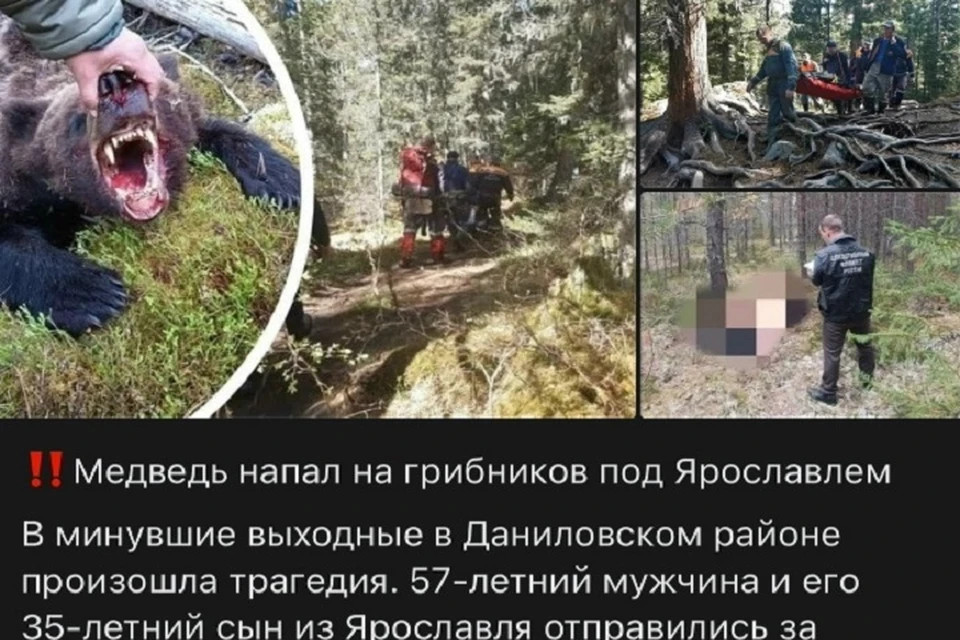 Информация о нападении медведя на грибников в Ярославской области - фейк. ФОТО: Министерство природопользования ЯО