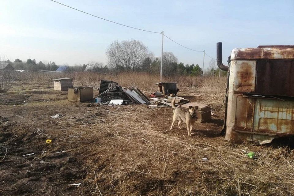 По оценкам волонтера, собаки живут в антисанитарии. Фото: телеграм – канал «Злой Екатеринбург»