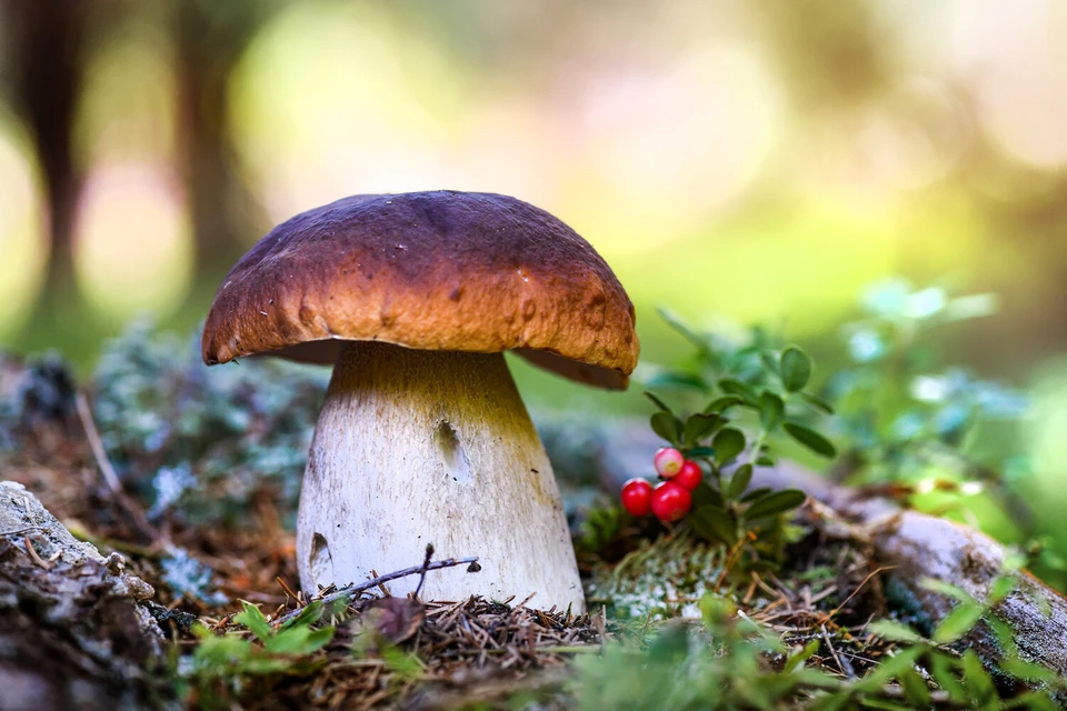 Одним из самых полезных грибов является белый гриб. Фото:Krasula/Shutterstock/FOTODOM