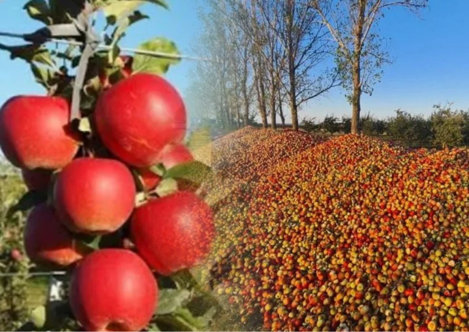 Яблок на обочинах будет ещё больше. Фото: коллаж КП
