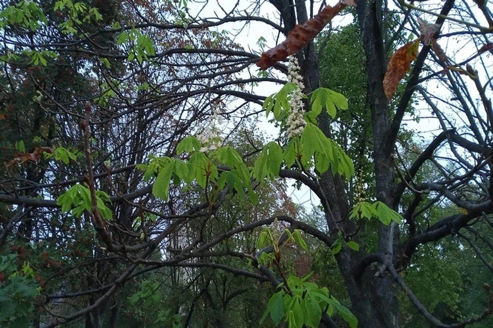 Жители Тельманово обратили внимание на цветение каштанов в октябре