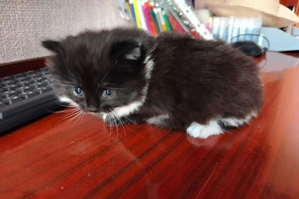 Назвали малышку смешно, но логично — Музя. Фото: из фондов музея.