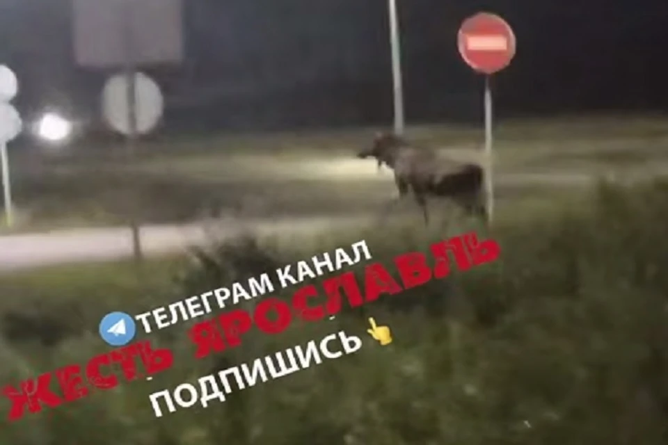 Сохатый гулял возле АЗС. Фото: телеграм-канал Жесть Ярославль.