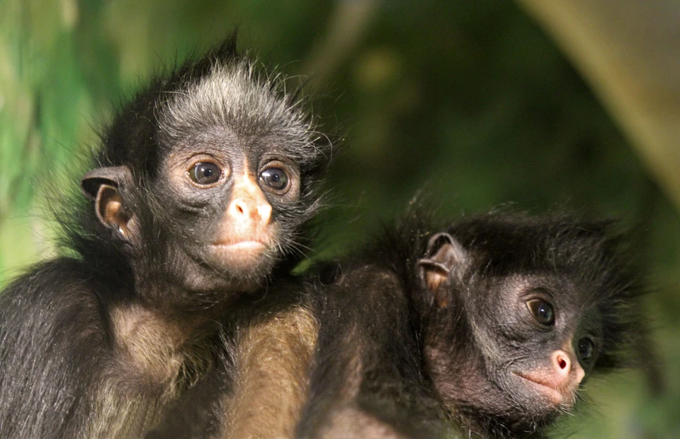Нижегородский «Лимпопо» пополнился новыми экзотическими обитателями.