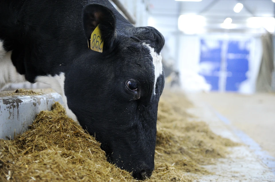 Кировские производители молока вошли в национальную десятку лидеров.