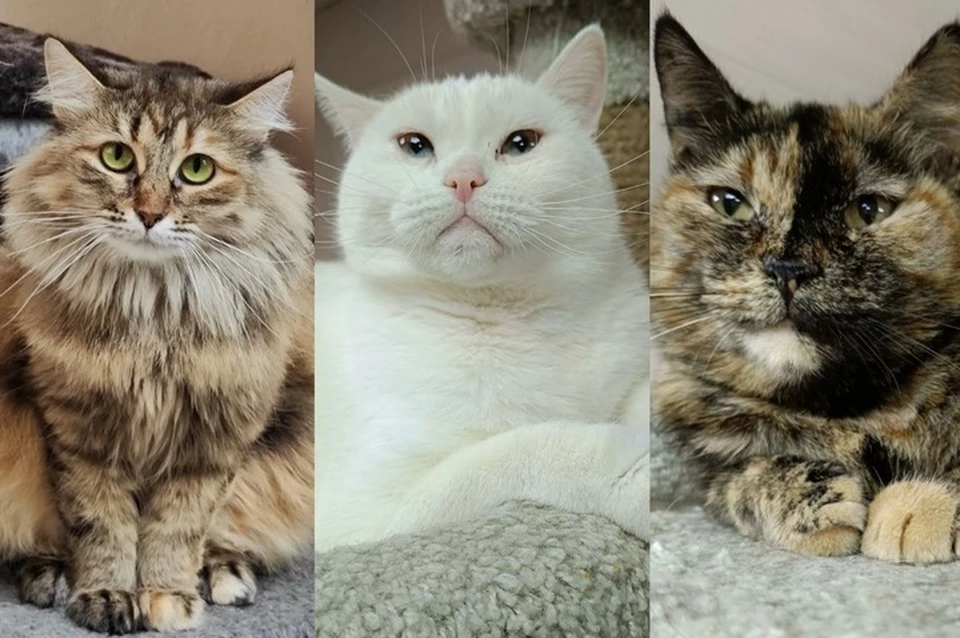 КП-Ижевск помогает в поиске хозяев для животных из приюта в надежде, что однажды они все обретут дом. Фото: котофонд «Спасем вместе».