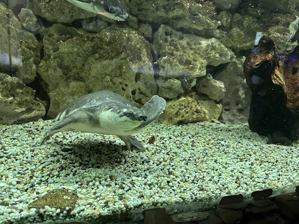 Требования будут исполнены. Фото: Азово-Черноморское управление Россельхознадзора