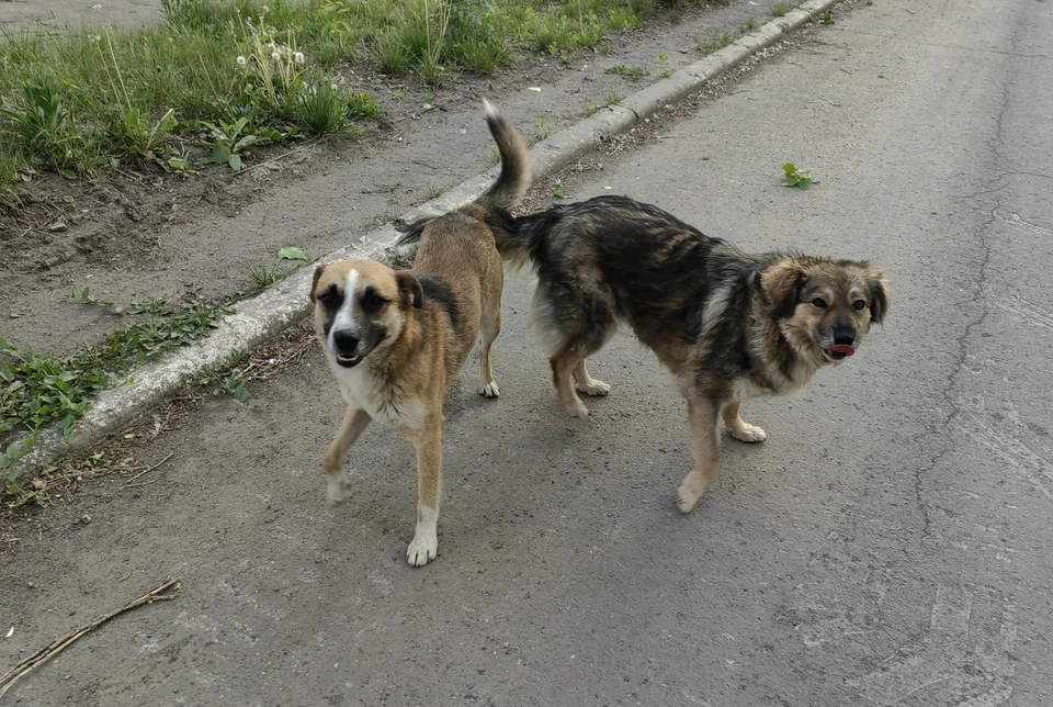 В Ставропольском крае снизилось количество нападений бездомных собак на людей