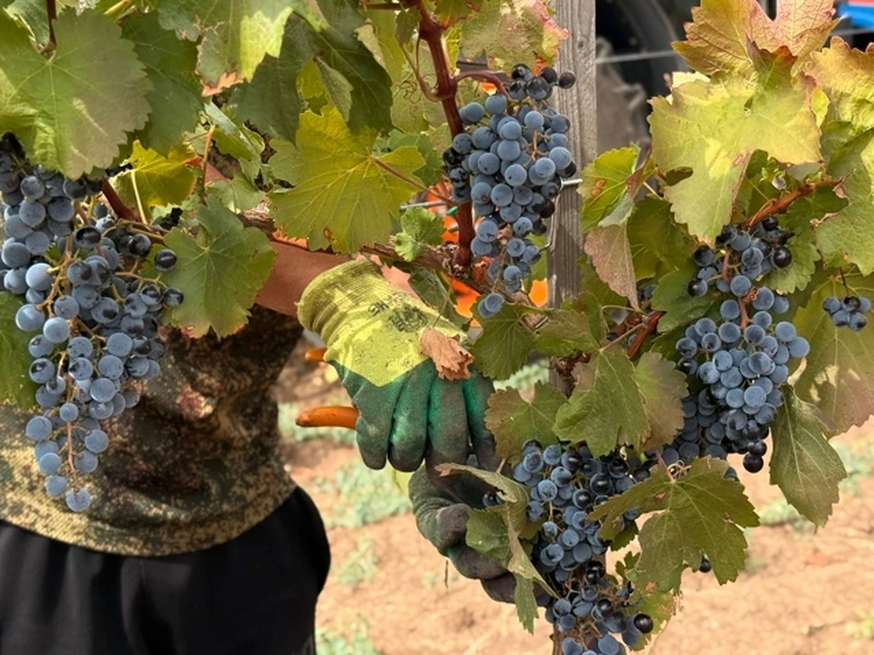 Уборочная кампания продлится до начала ноября. Фото: министерство сельского хозяйства Республики Крым/Tg