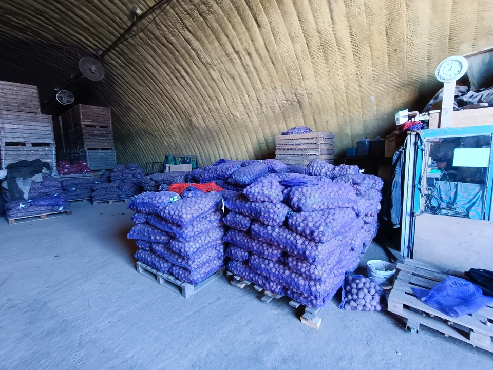 О вредителе, который угрожает картофелю, рассказал агроном.